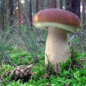 Karljohansvamp Fryst