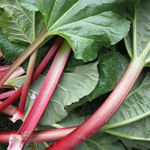 Rabarber