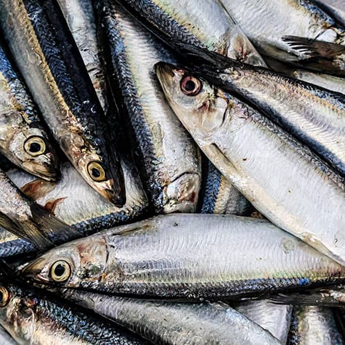 Strömmingsfilé Färsk