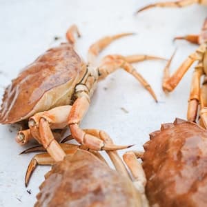 Krabba Färsk