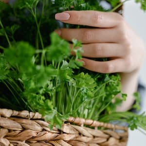 Persilja Färsk Krusbladig