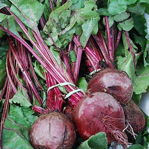 Rödbetor Färska