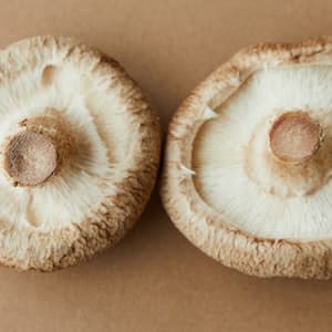 Shiitake