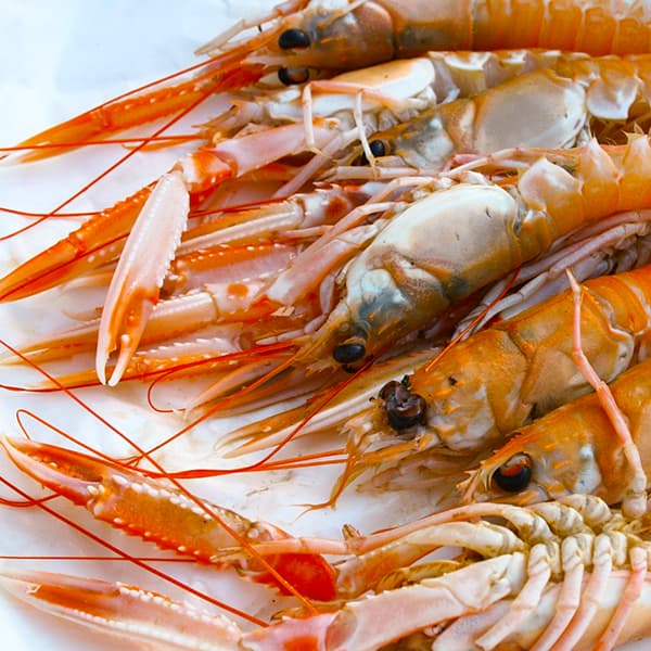 Havskräftor Färska