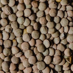 Linser Gröna Torkade