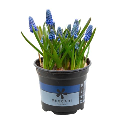 Pärlhyacint Muscari