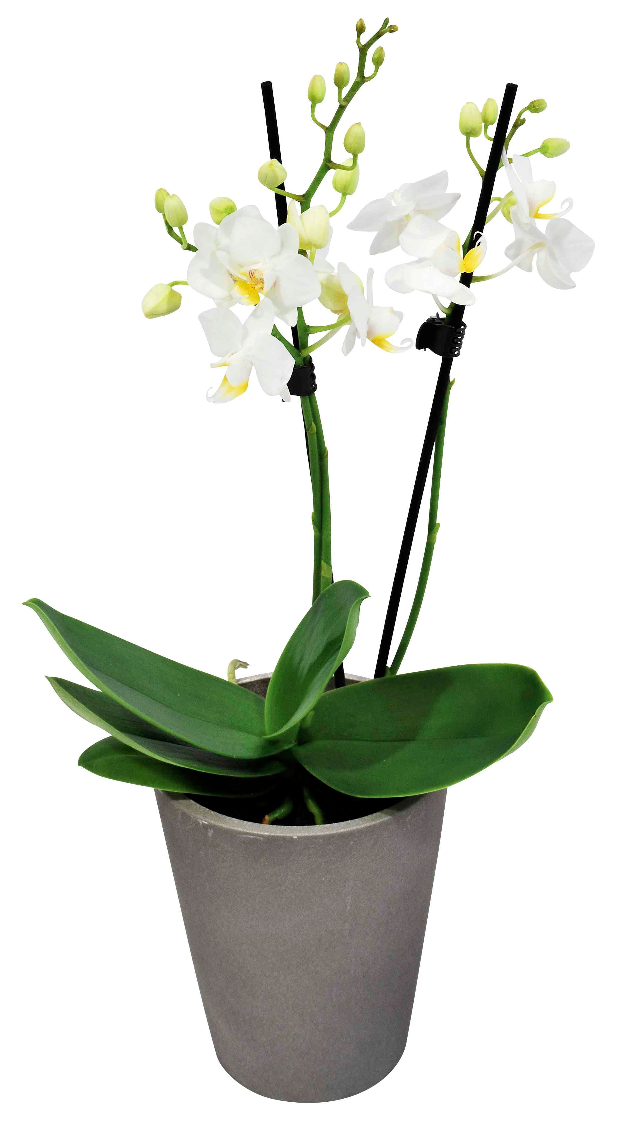 Orkidé Phaelanopsis