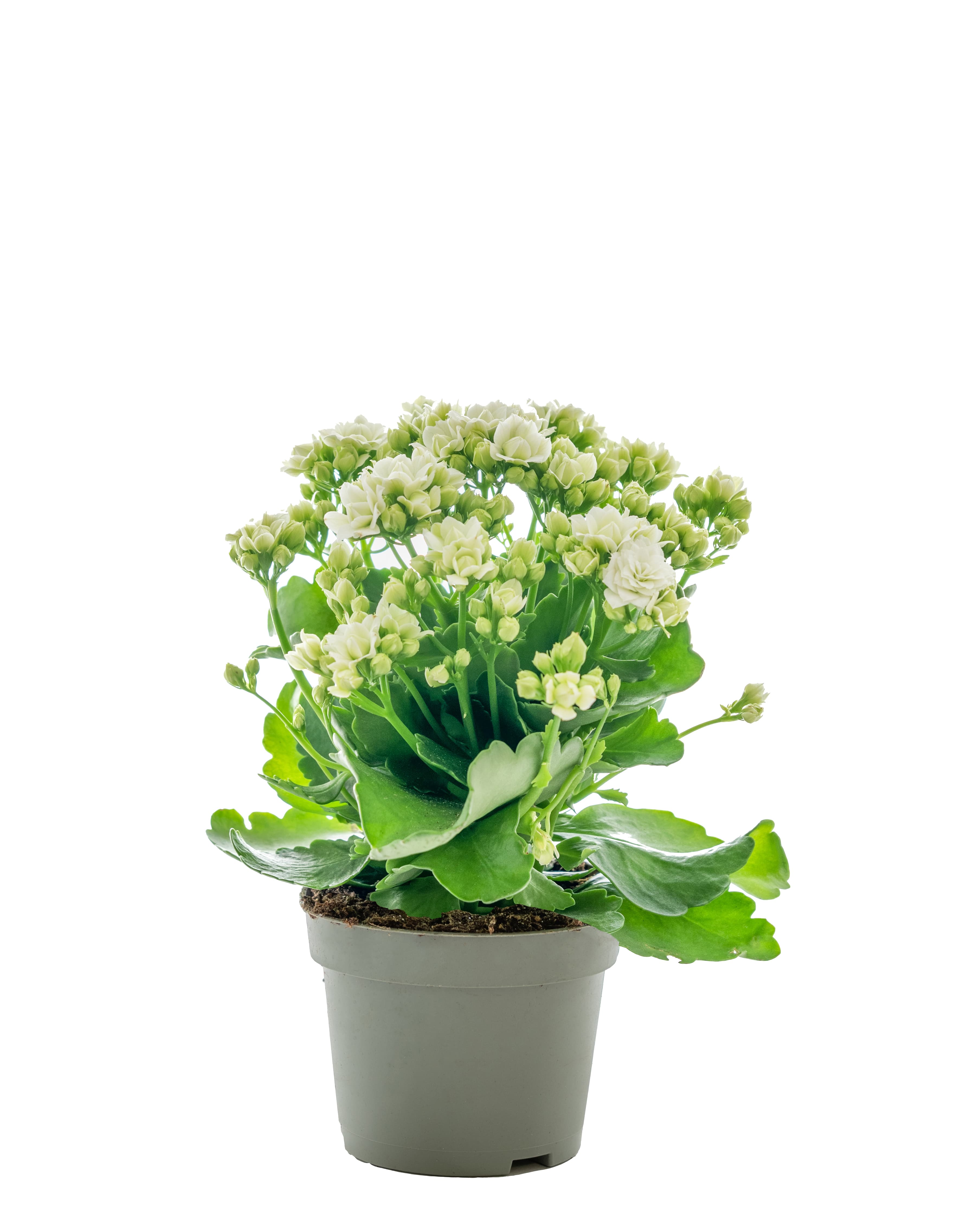 Kalanchoe dubbelblommande kruka Höjd vit