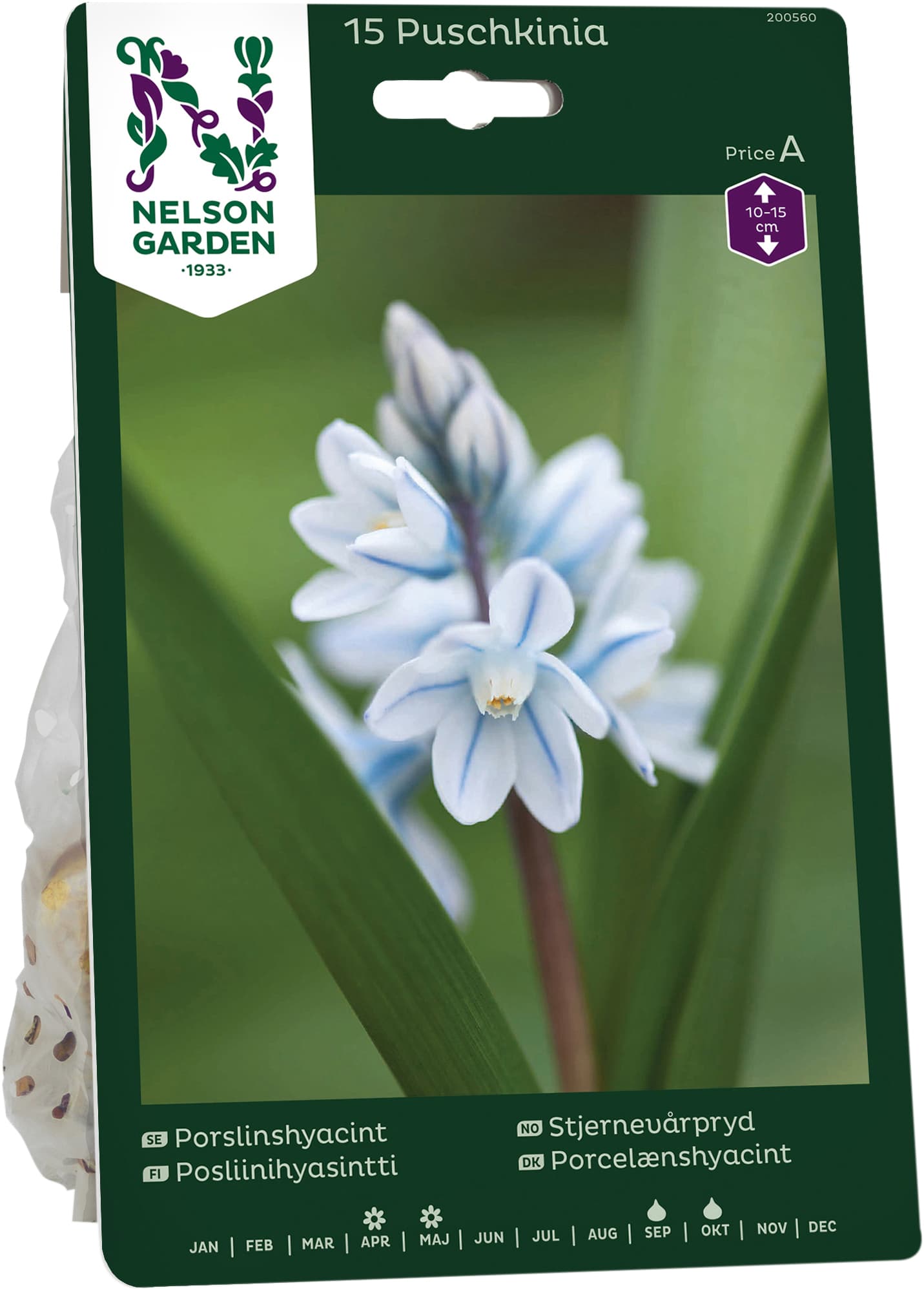 Höstlök Porslinshyacint