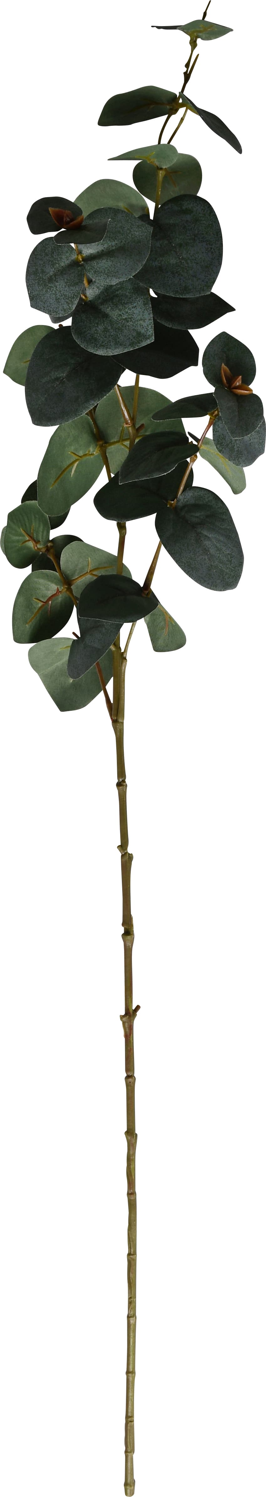 Konstväxt Eucalyptus