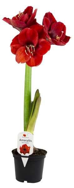 Amaryllislök Röd Tvåstänglad