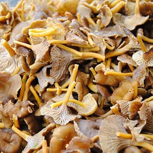 Trattkantareller Färska