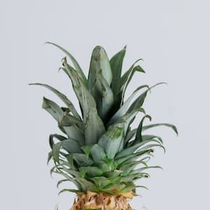 Ananas Färsk