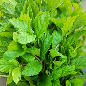 Basilika Thai Färsk