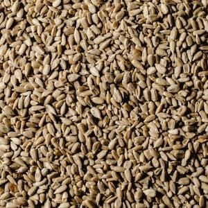 Solroskärnor Rostade & Saltade