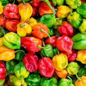 Habanero Färsk