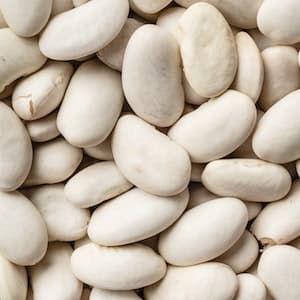 Bönor Vita Stora Torkade