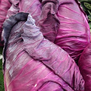 Spetskål Röd