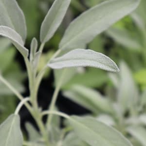 Salvia Färsk