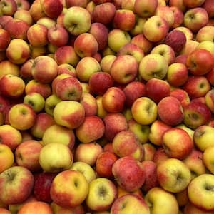 Äpple Rubinstar