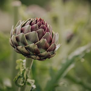 Kronärtskocka Färsk