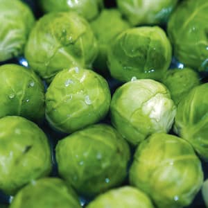 Brysselkål Frysta