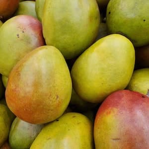 Mango Färsk