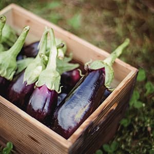 Aubergine