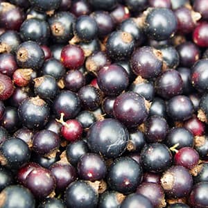 Vinbär Svarta Frysta