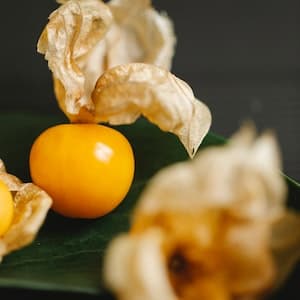 Physalis Färsk