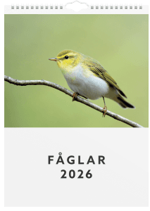 Väggkalender Fåglar 2026
