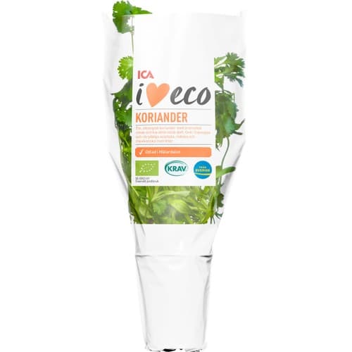 Koriander i kruka Ekologisk