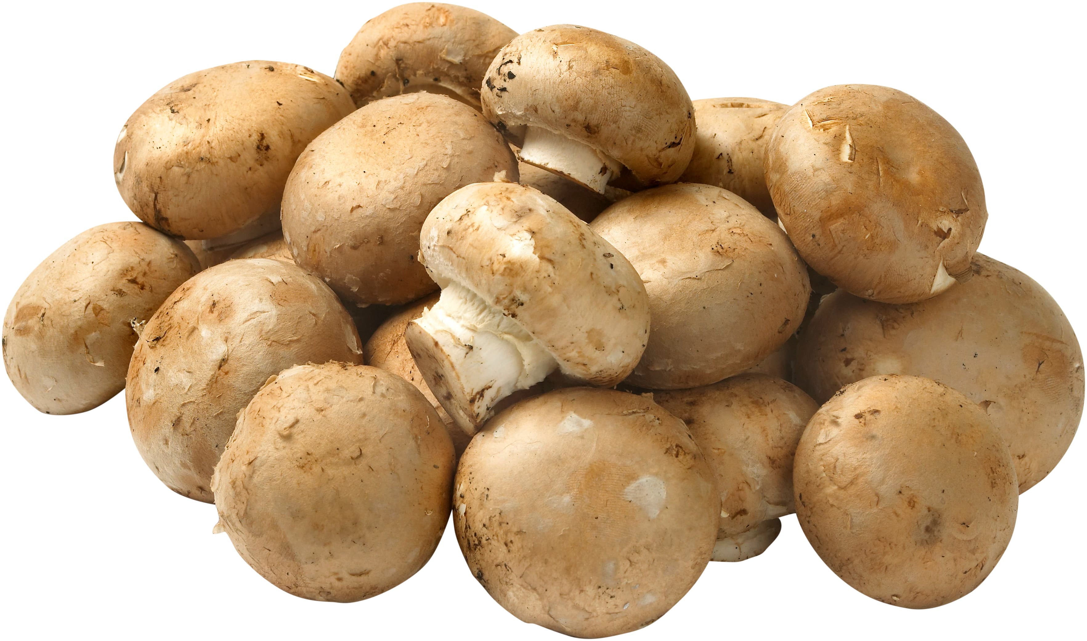 Svamp Kastanjechampinjon