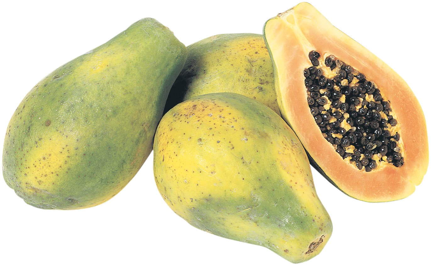 Papaya Ätmogen