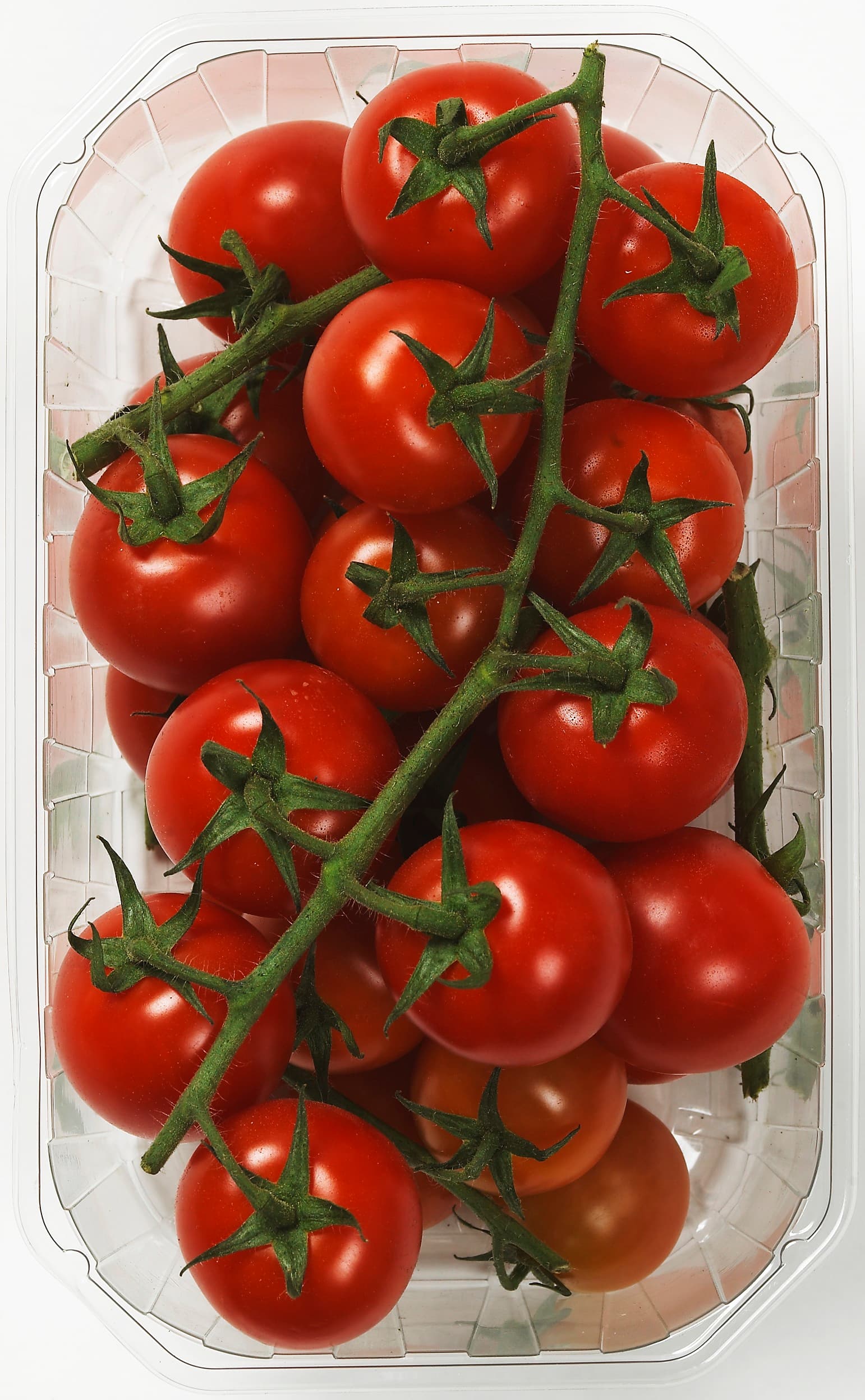 Cocktailtomater på Kvist Klass1 Marocko