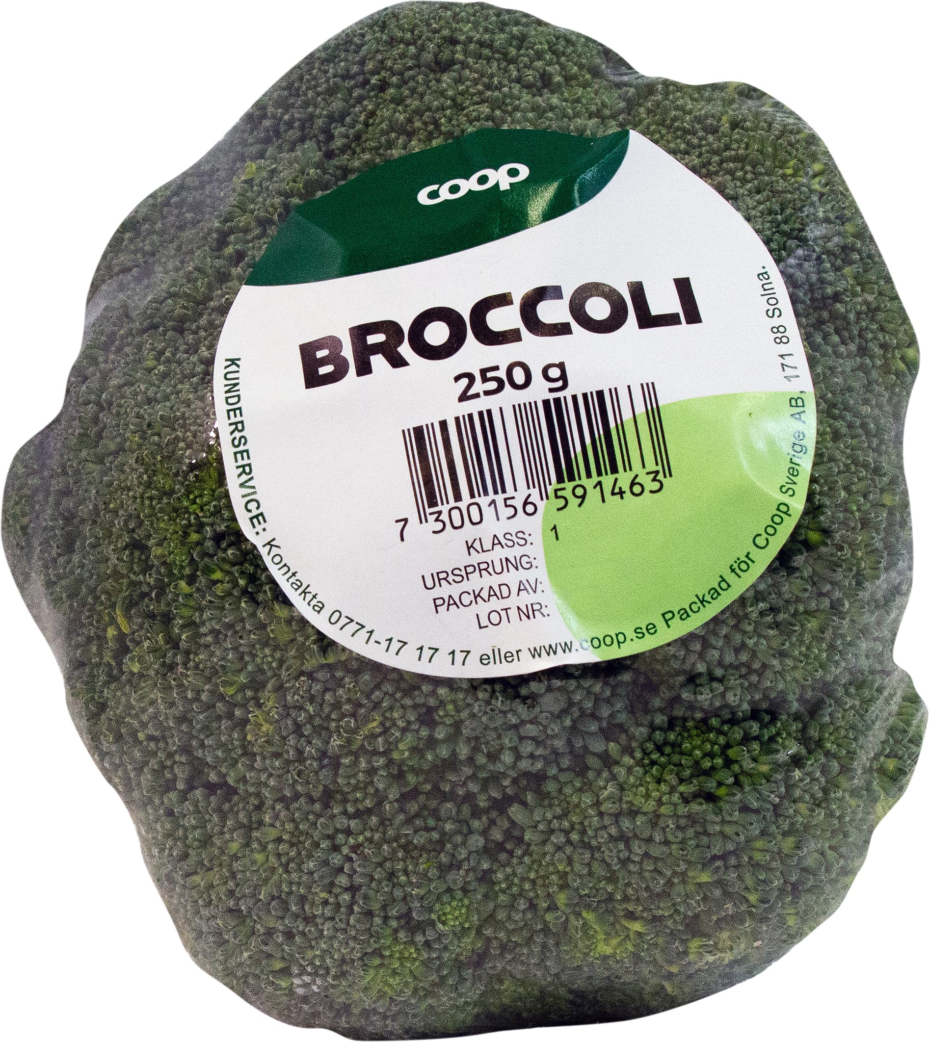 Broccoli
