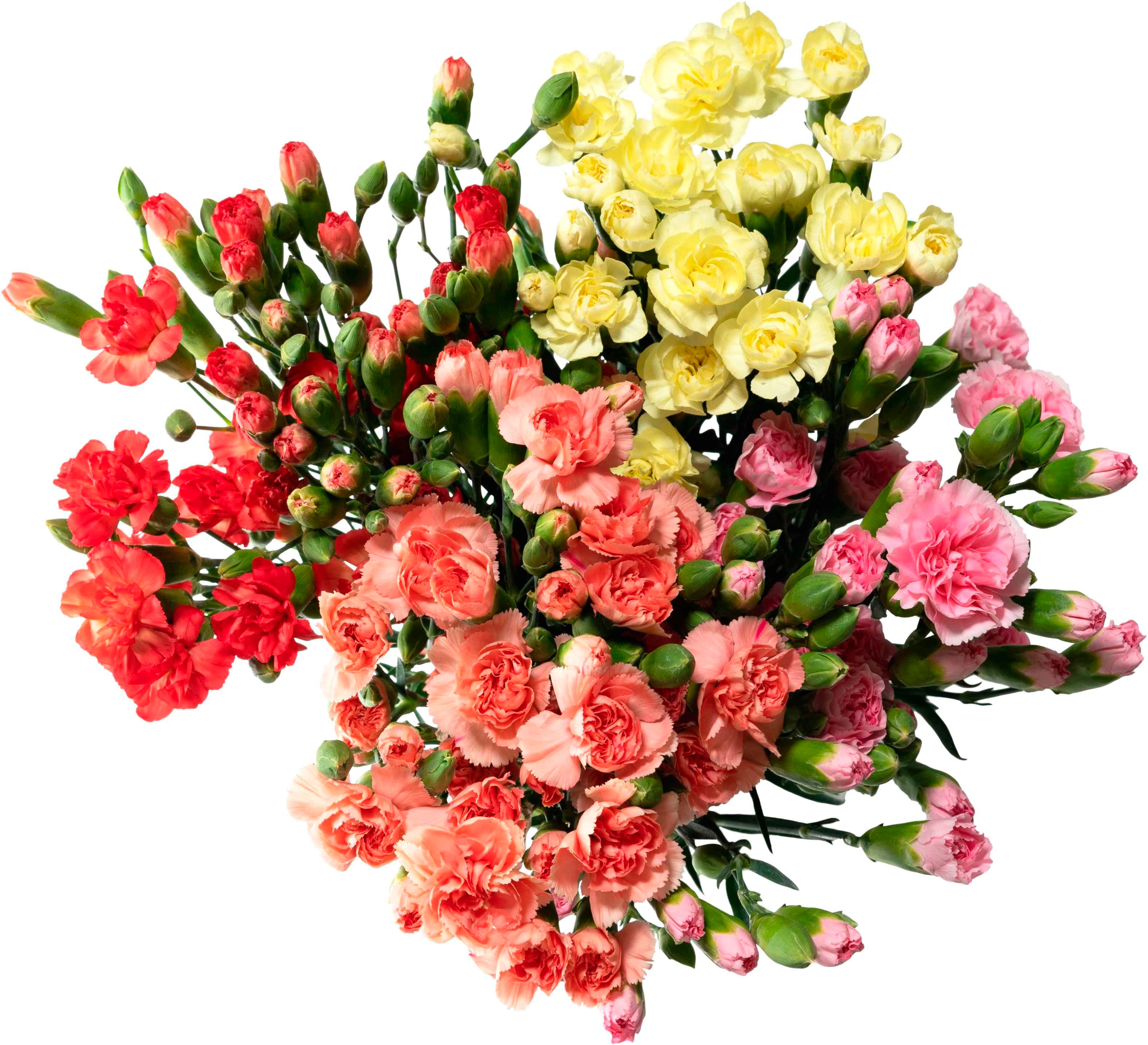 Dianthus Elegans Mix