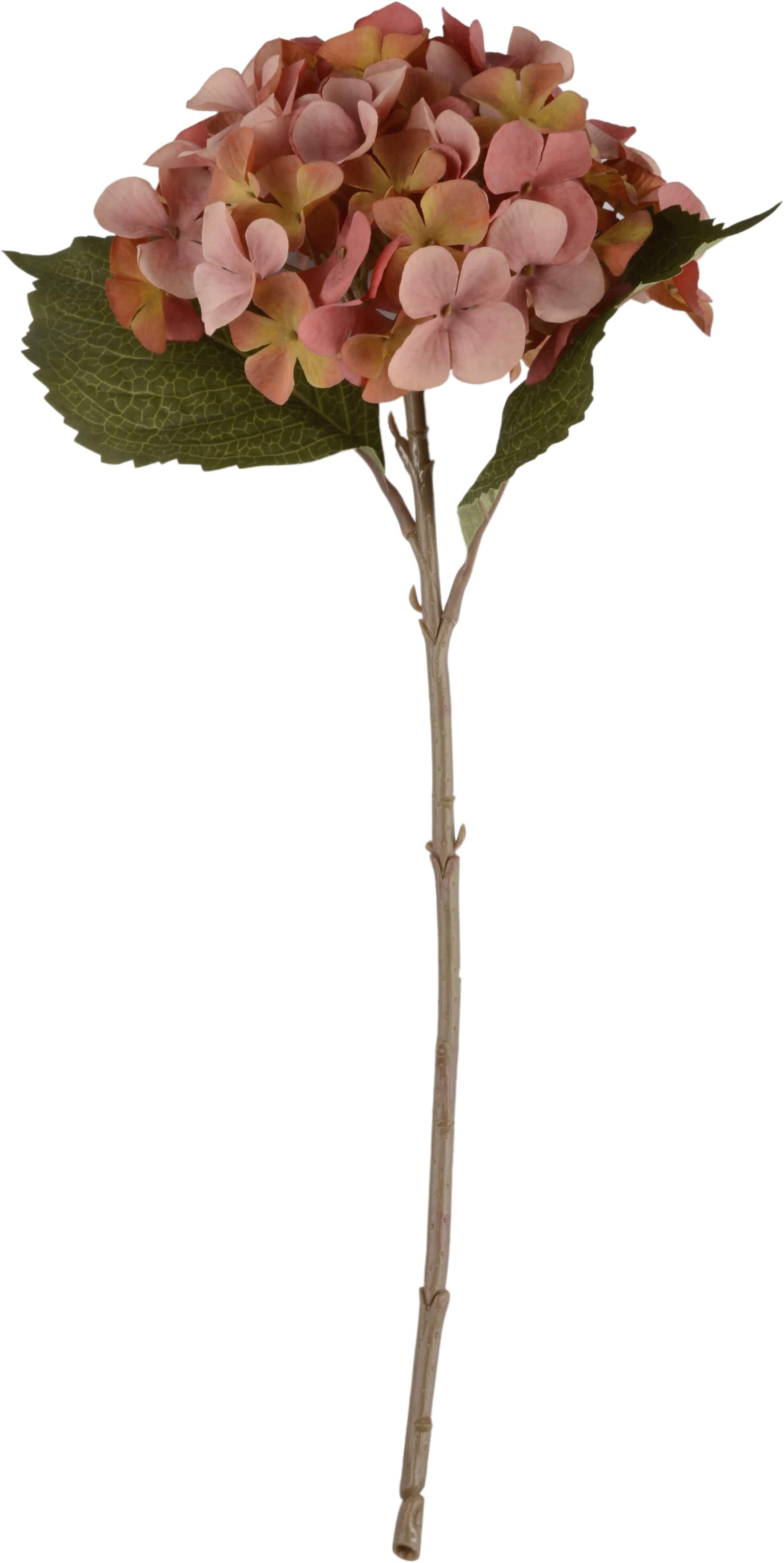 Sidenblomma Hortensia