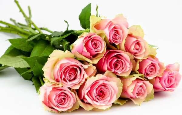 Rosor 40cm Fairtrade